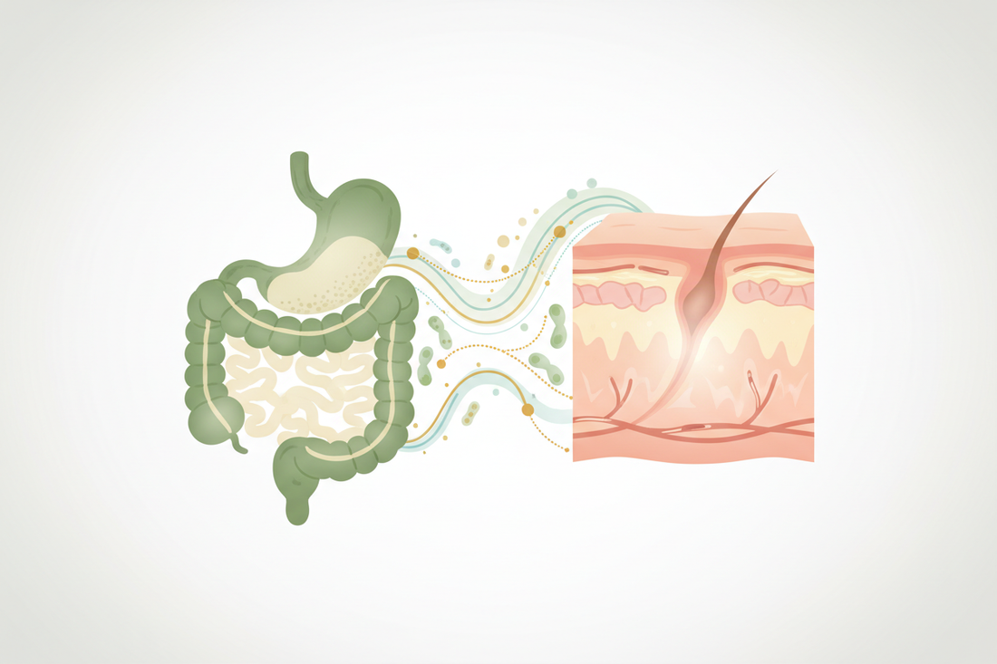 Illustration of the gut-skin axis showing connection between digestive health and skin clarity